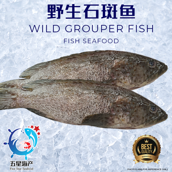 【Grouper】600g - 690g