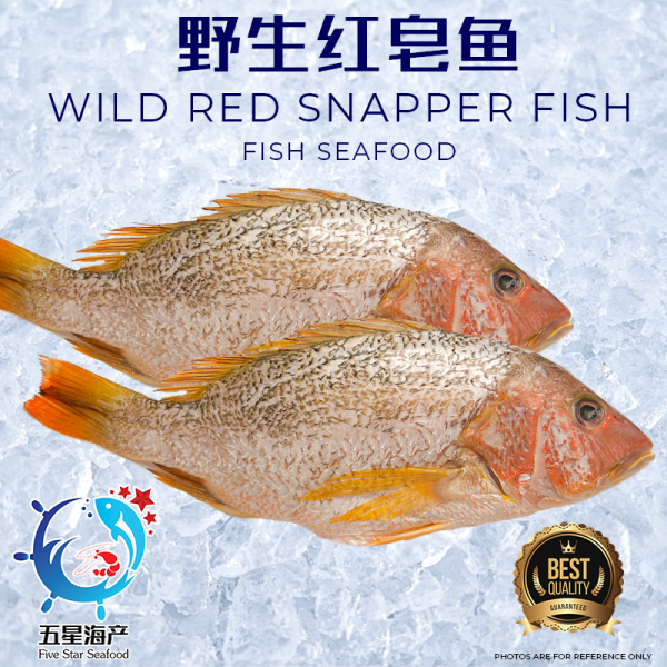 【Red Snapper】 400g - 490g