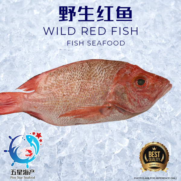 【Red Fish】700g - 790g