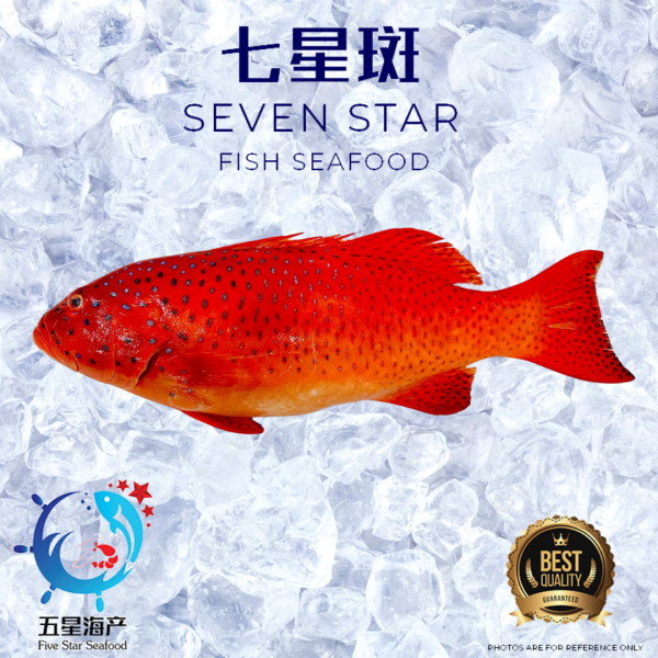 【Seven Star Fish】800g - 890g