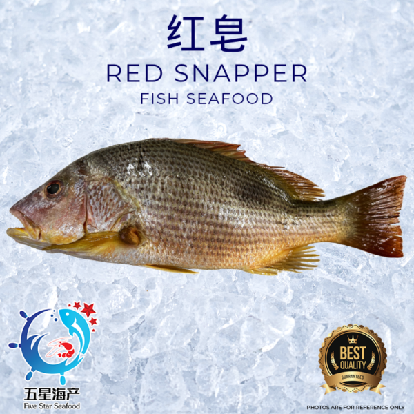【Red Snapper】 800g - 890g