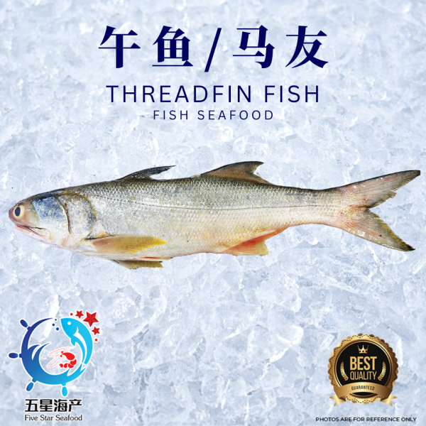 【Threadfin Fish】900g - 990g