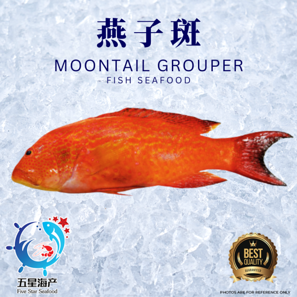 【Moontail Grouper】500g - 590g